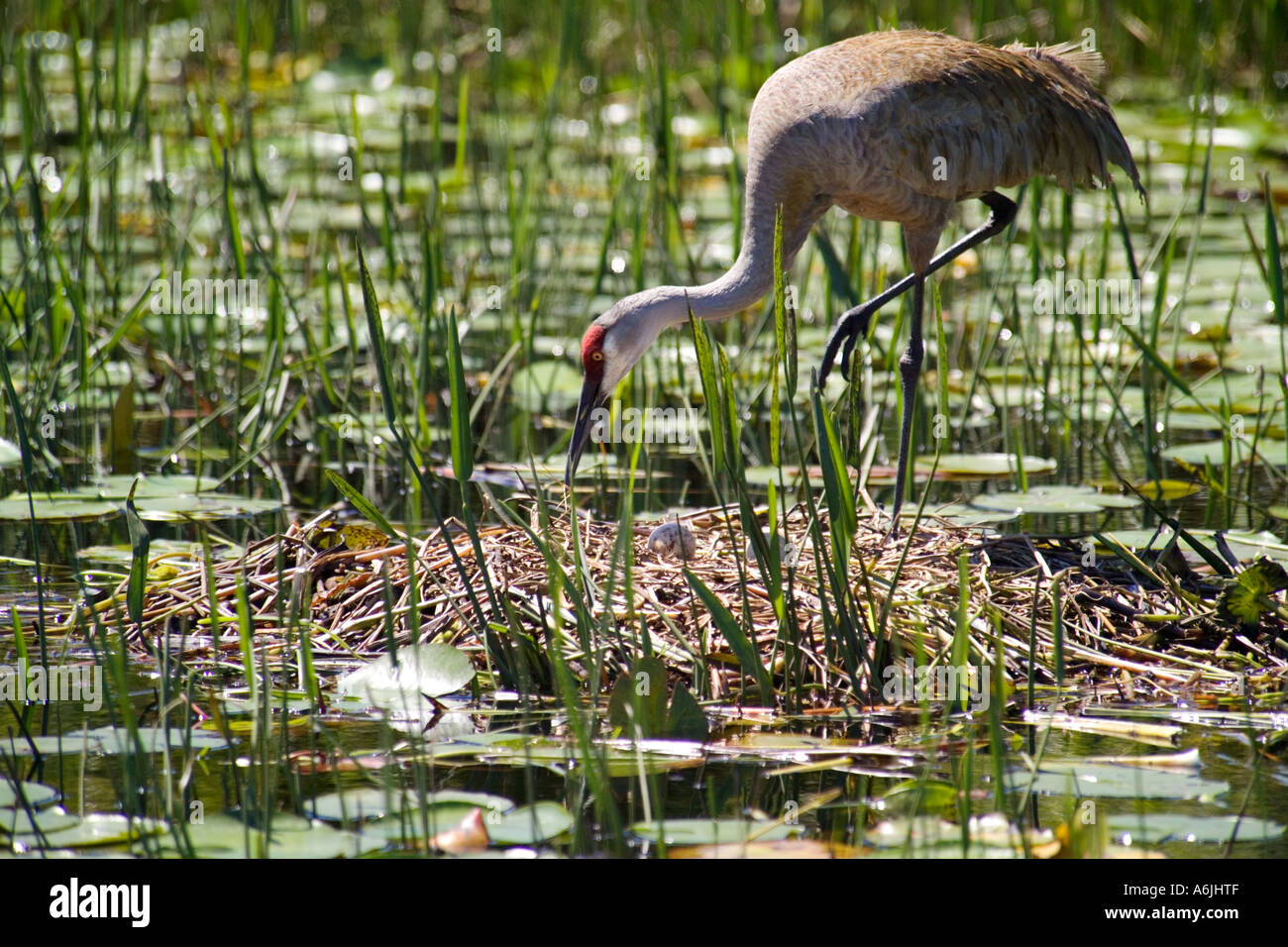 Sandhill Kran neigt ein Nest mit zwei Eiern, befindet sich im Sumpf Stockfoto