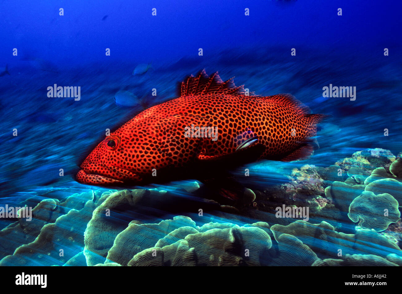 Tiger Rockcod Epinephelus Posteli Indischer Ozean Südafrika langsame Verschlusszeit Stockfoto