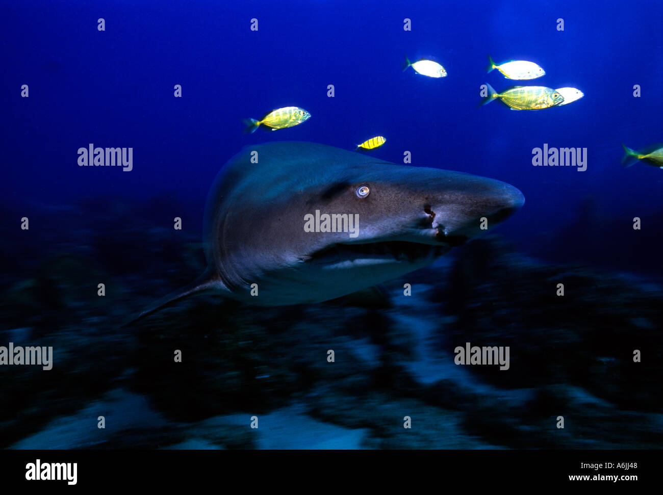 Sand Tigershark Carcharias Taurus und goldenen Trevally Gnathanodon Speciosus Indischer Ozean Stockfoto