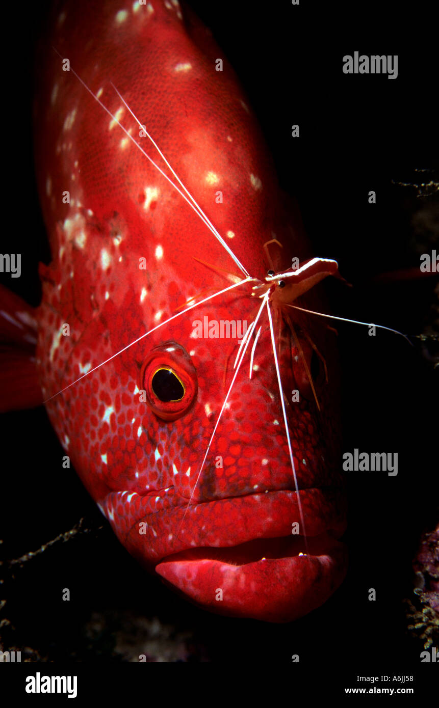 Tomaten-Rockcod-Cephalophlis-Sonnerati und Putzergarnelen Lysmata Amboinensis Mosambik Indischer Ozean Stockfoto
