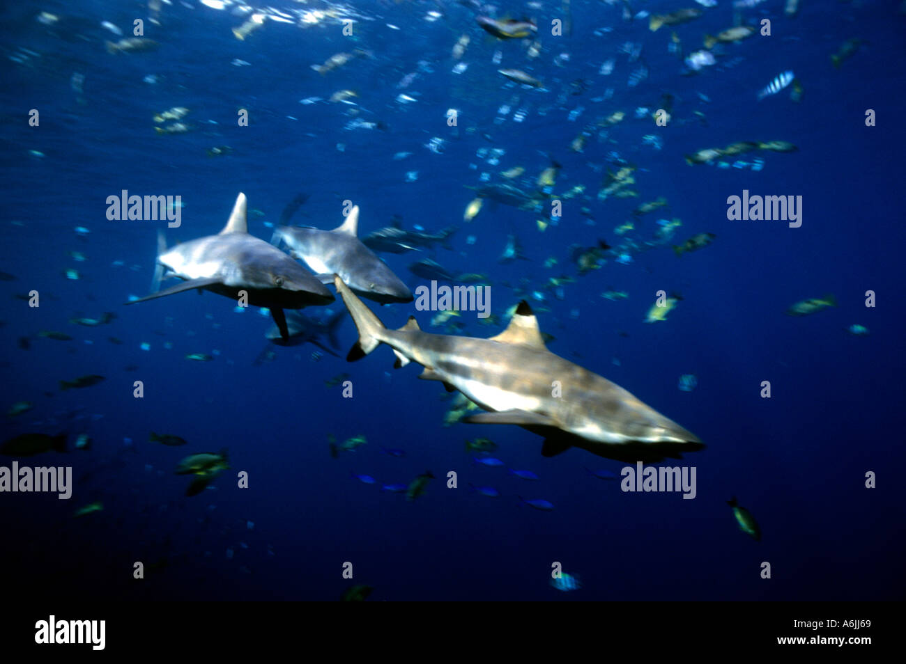 Schwarzspitzen Reefshark Carcharhinus Melanopterus und graue Riff-Hai Carcharhinus Amblyrhynchos Pazifik-Salomonen Stockfoto