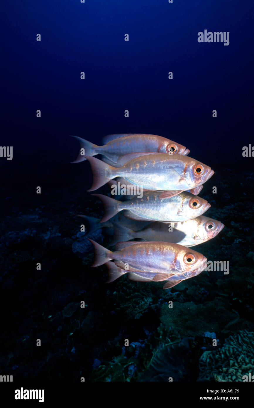 Schule der sichelförmige Rute Bigeyes Priacanthus Hamrur Sodwana Bay Indischer Ozean Stockfoto