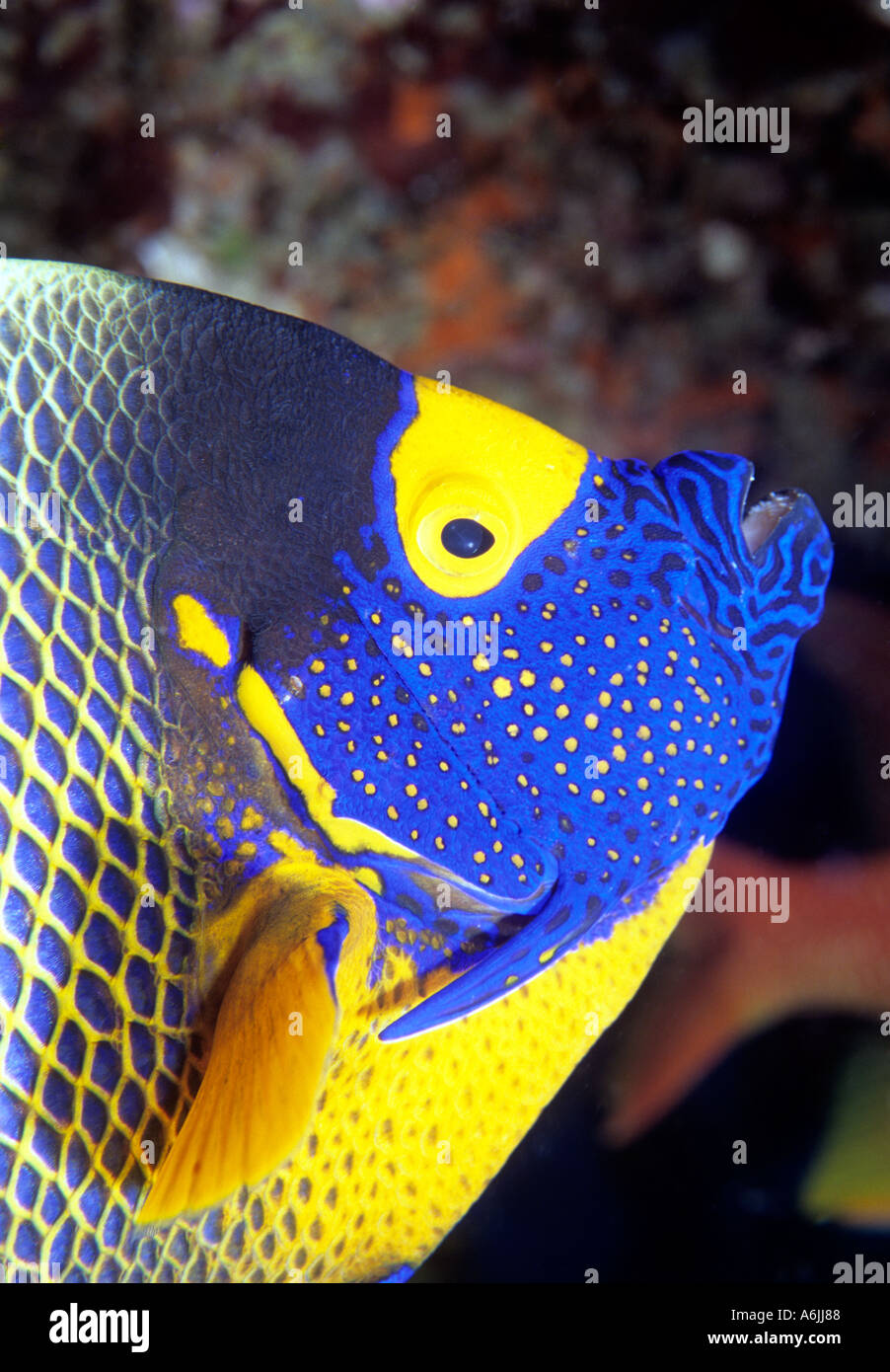 Porträt von blau konfrontiert Kaiserfisch-Pomacanthus Xanthometopon Malediven Indischer Ozean Stockfoto