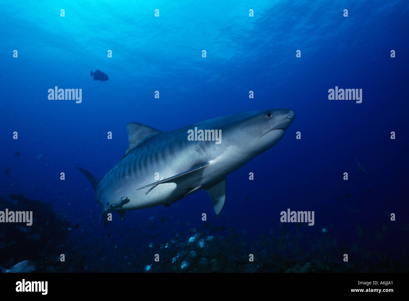 Tigerhai Galeocerdo Cuvieri Aliwal Shoal Indischer Ozean Stockfoto