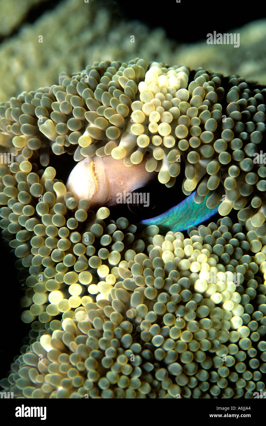 Anemonen Clownfisch Amphiprion Akindynos Indonesien Pazifischen Ozean Stockfoto