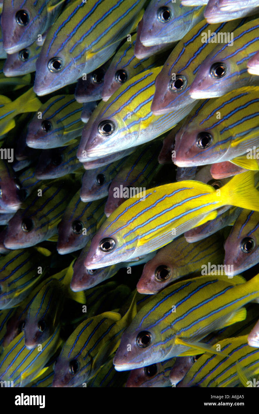 Bluebanded Schnapper Lutjanus Kasmira Südafrika Indischer Ozean Stockfoto