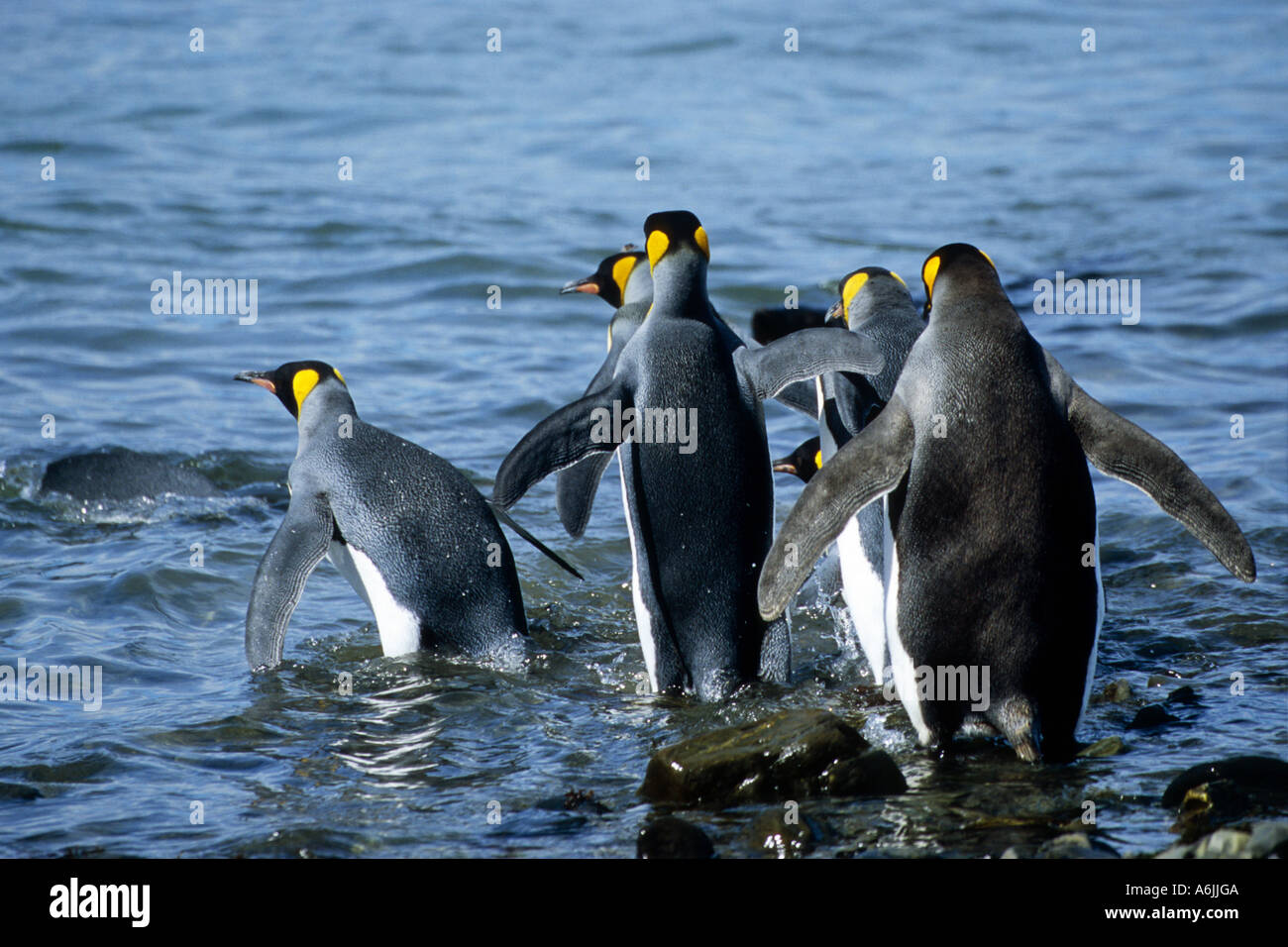 King Penguin (Aptenodytes Patagonicus), Gruppe von sechs Tiere Eintauchen ins Wasser, Grytviken Stockfoto