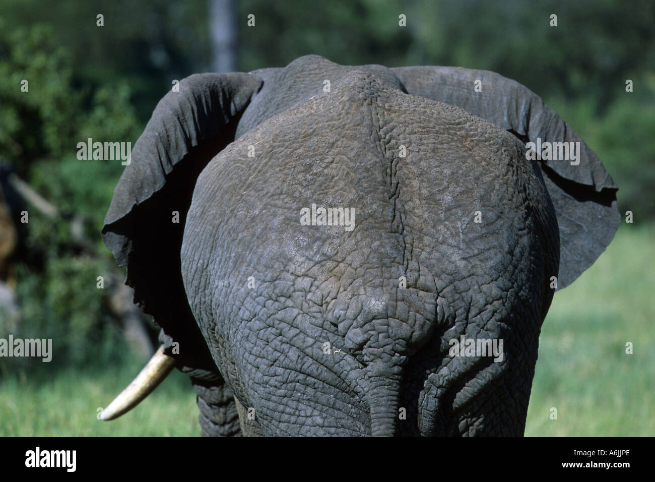 Afrikanischer Elefant (Loxodonta Africana), von hinten, Tarangire Nationalpark, Tansania, Tansania Stockfoto