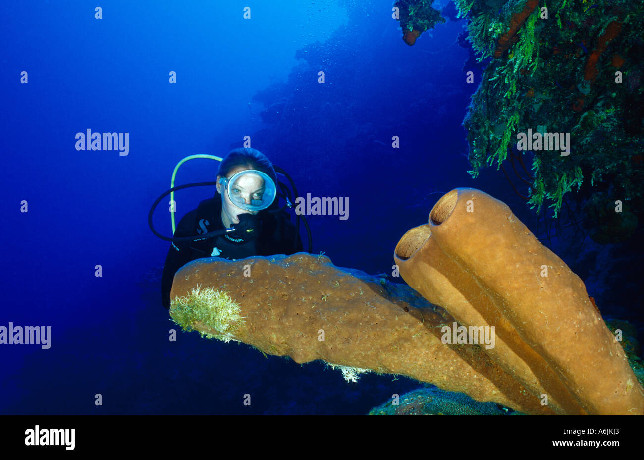 Scuba Diver auf bunten karibischen Korallenriff, Agelas conifera Stockfoto