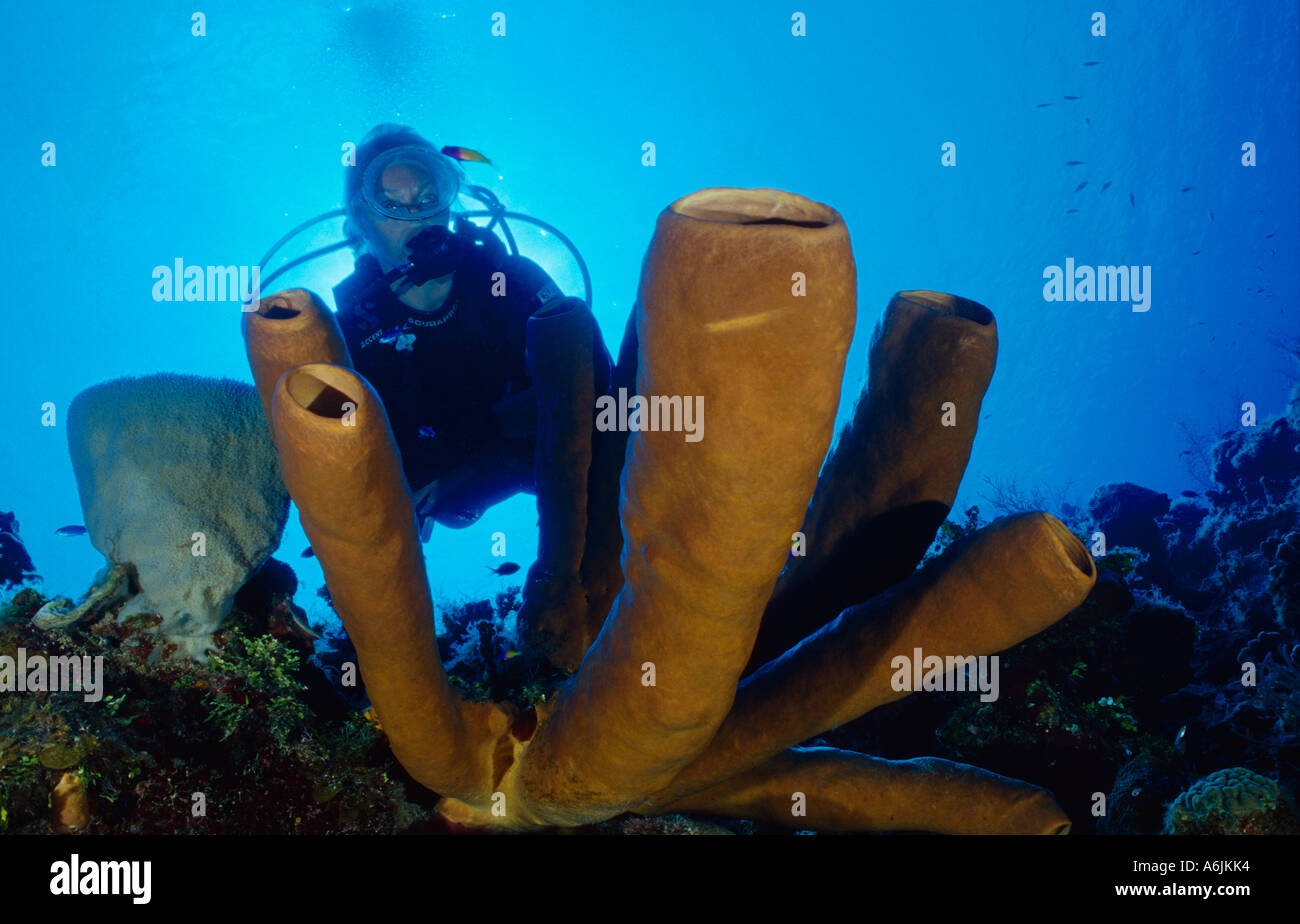 Scuba Diver auf bunten karibischen Korallenriff, Agelas conifera Stockfoto