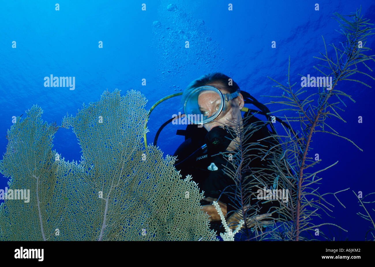 Scuba Diver auf bunten karibischen Korallenriff Stockfoto