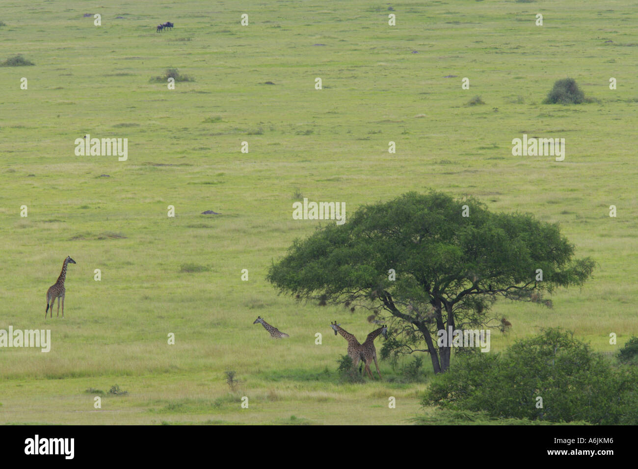 Masai-Giraffe (Giraffa Plancius Tippelskirchi) unter Kamel Dornen, Tansania Stockfoto