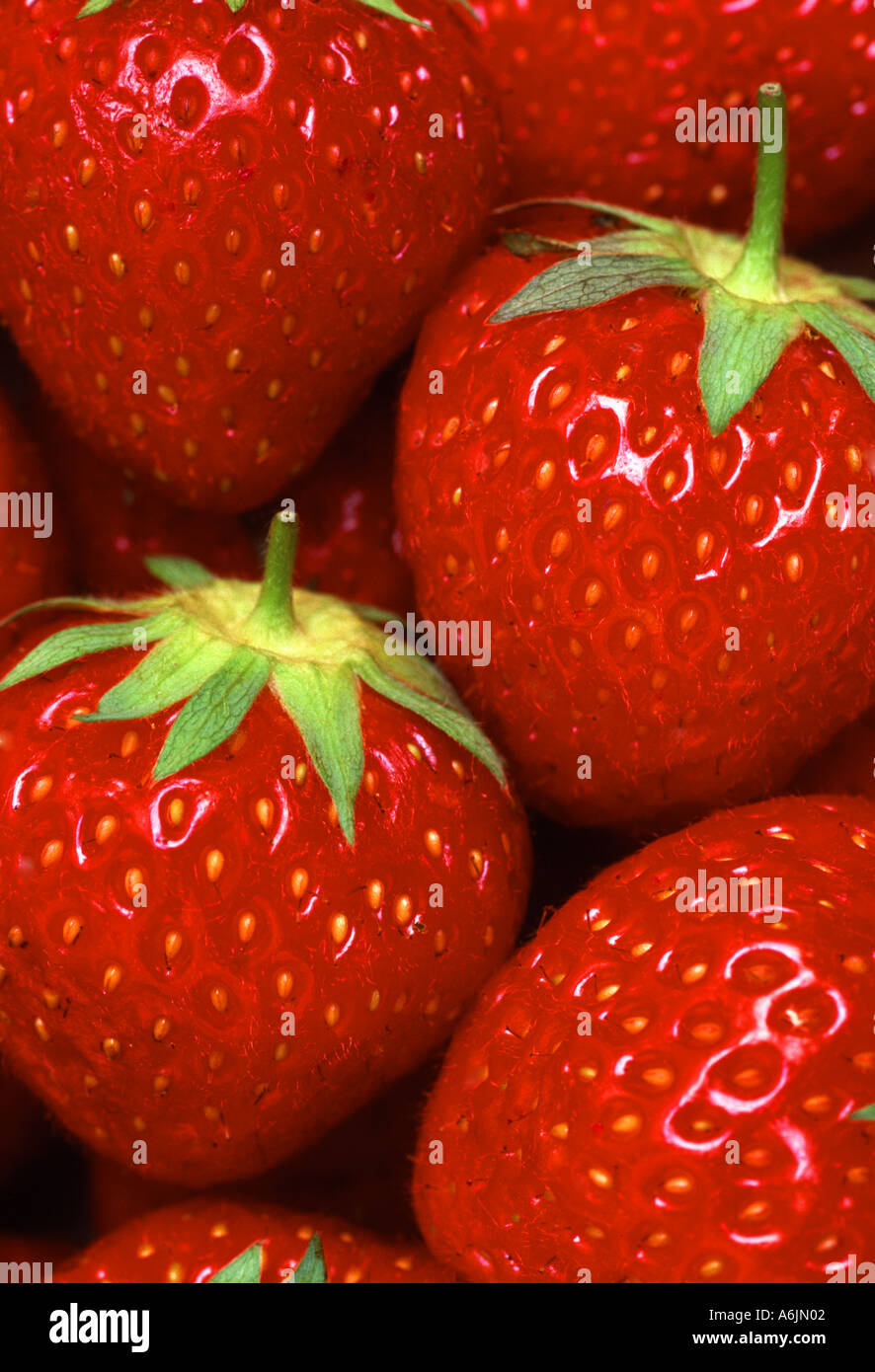Frische Erdbeeren in Nahaufnahme Stockfoto