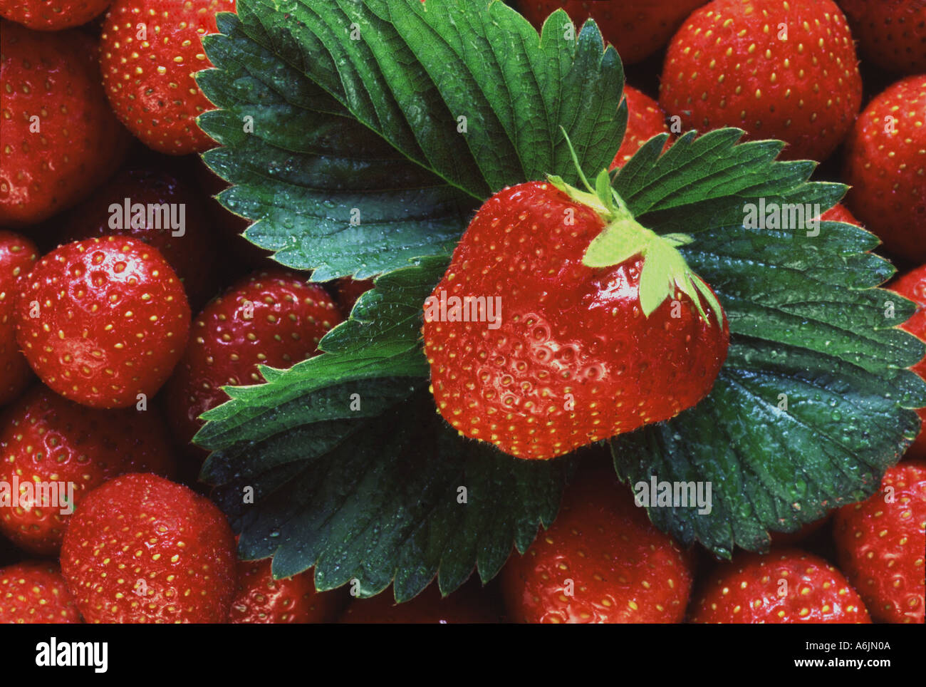Frische Erdbeeren in Nahaufnahme mit Erdbeer Blatt Stockfoto