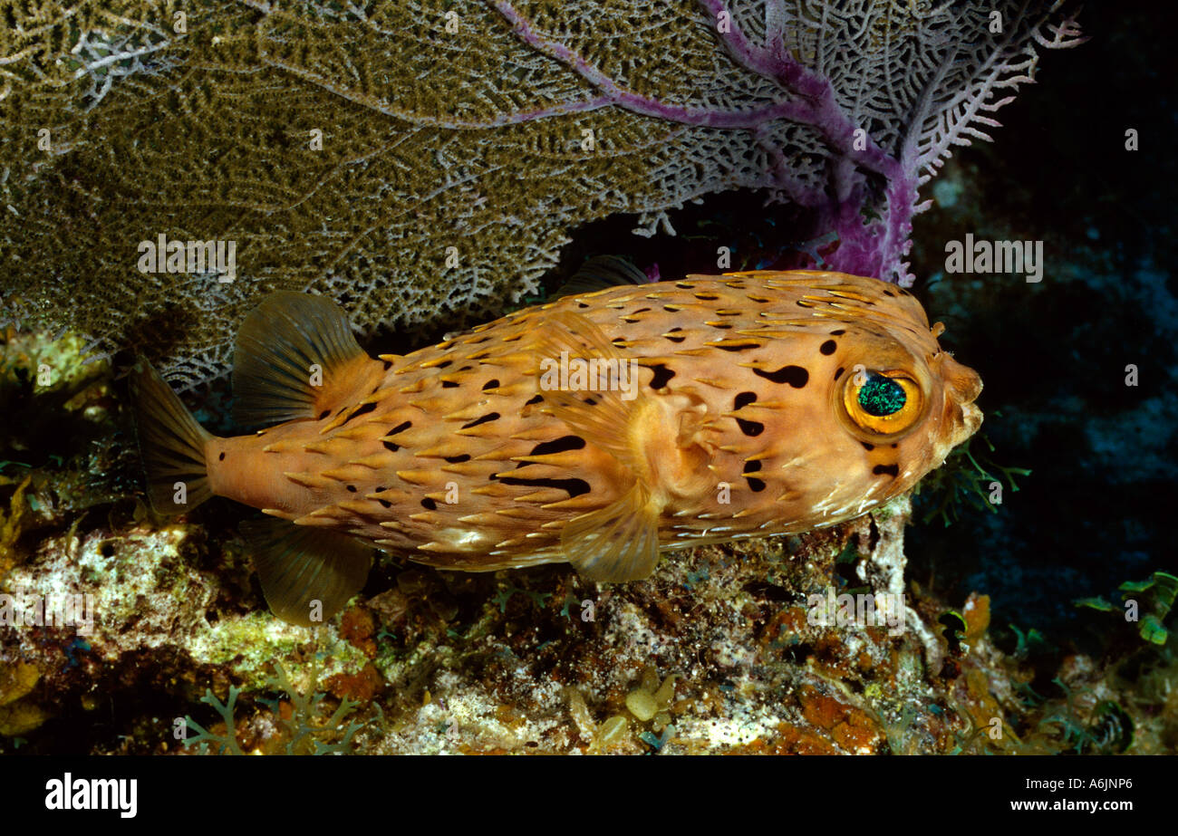 Gefleckte Burrfish in bunte Korallenriff, Chilomycterus atinga Stockfoto