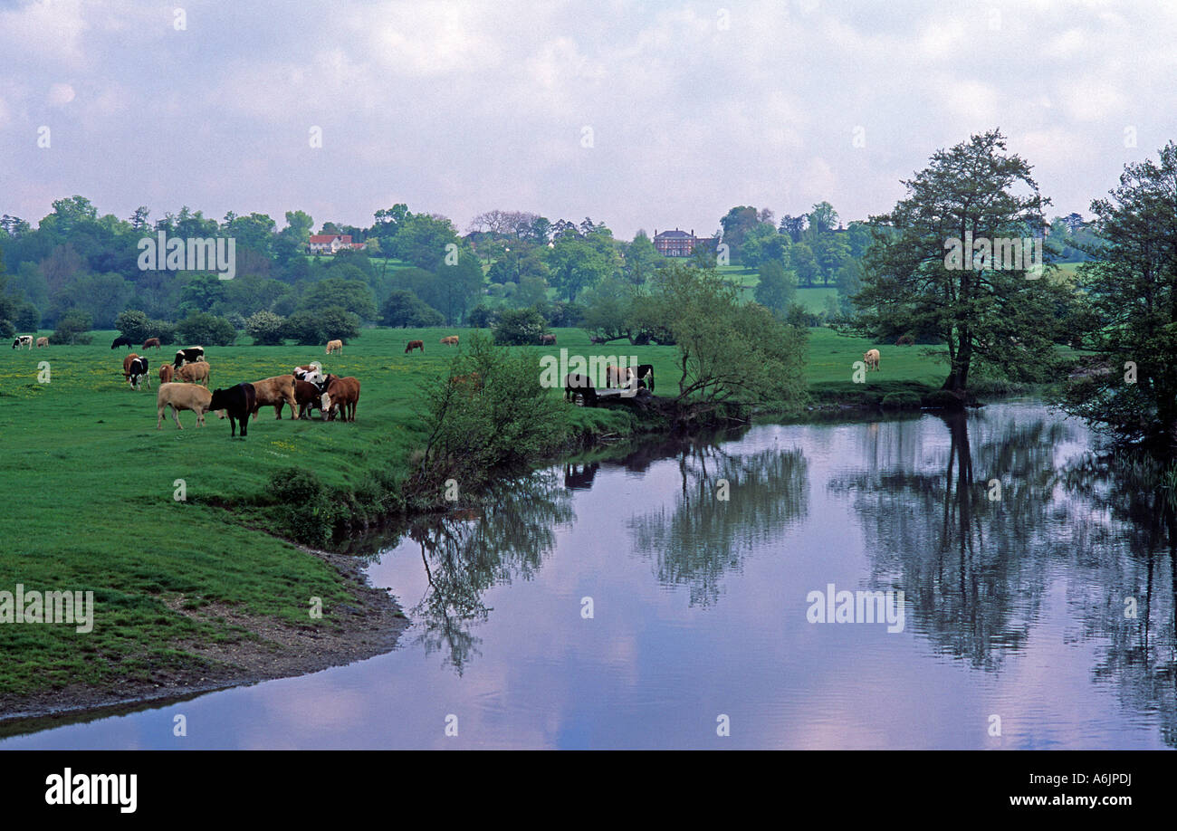 Rinder weiden am Ufer des The River Stour in Dedham in Essex in Richtung der Suffolk-Seite des Tals Stockfoto