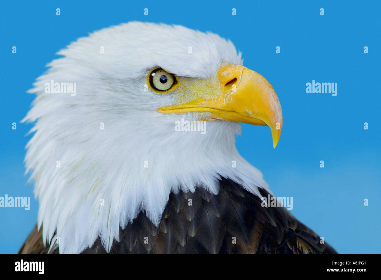 Weißkopfseeadler (Haliaeetus Leucocephalus), portrait Stockfoto
