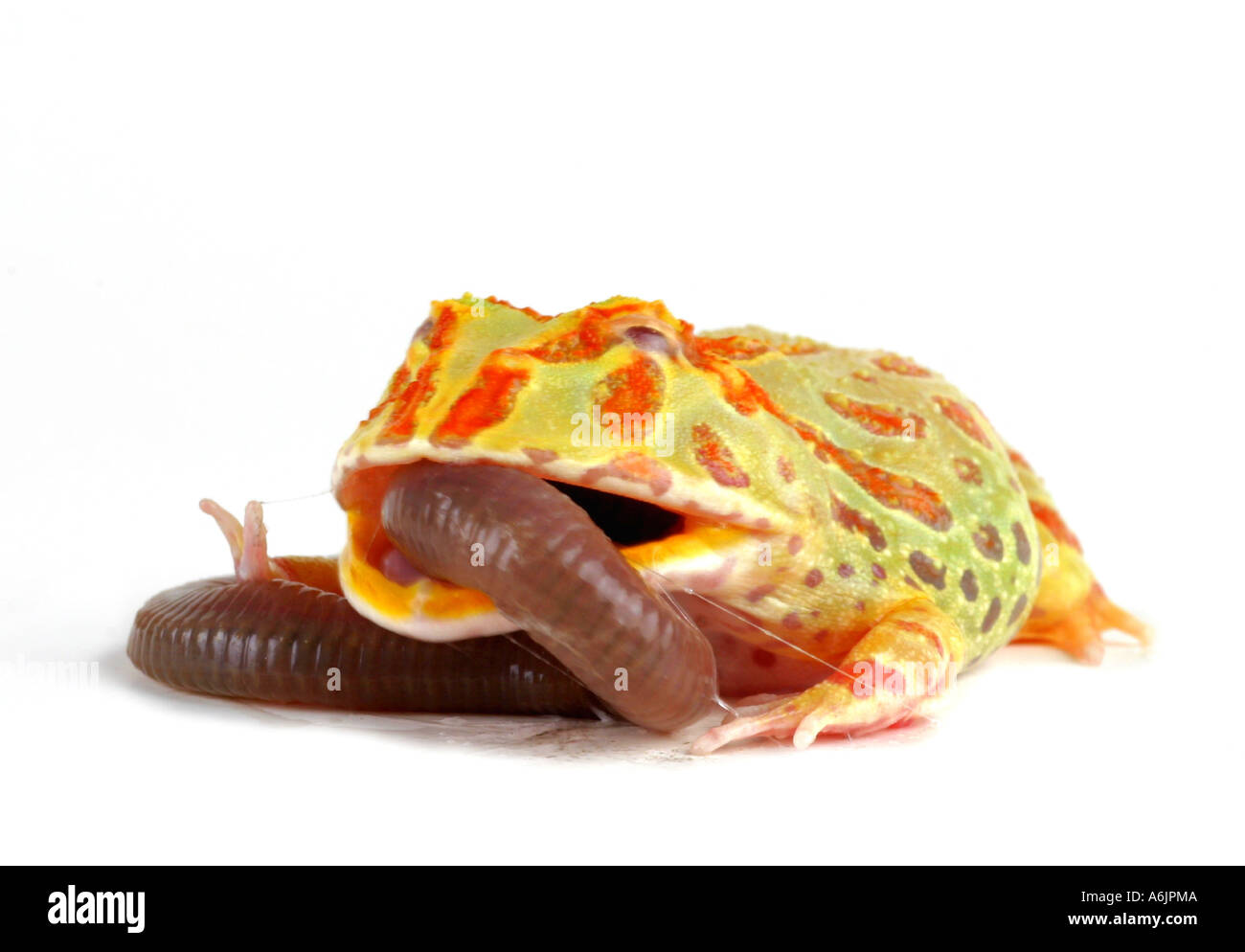 argentinische gehörnten Pacman Frog, Nightcrawler, Night Crawler, reich verzierten gehörnten Frosch, Frosch, verzierten gehörnte Kröte, Escuerzo (Ceratophrys Stockfoto