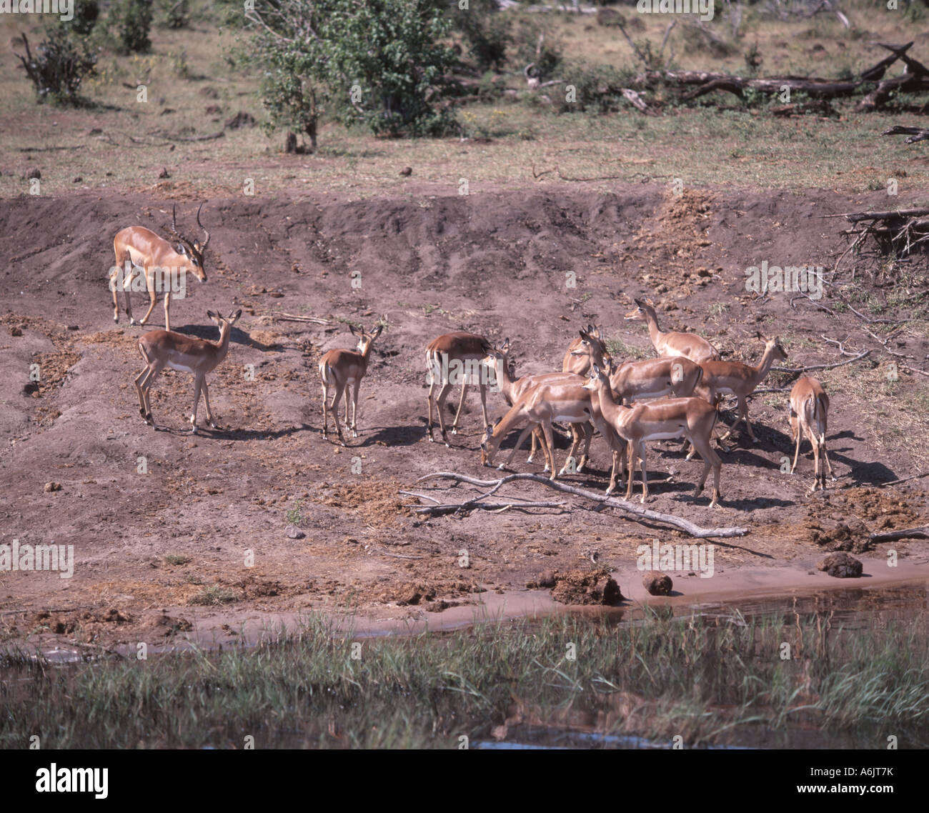 Herde von Impala am Fluss, Chobe Nationalpark, Chobe, Republik Botswana Stockfoto