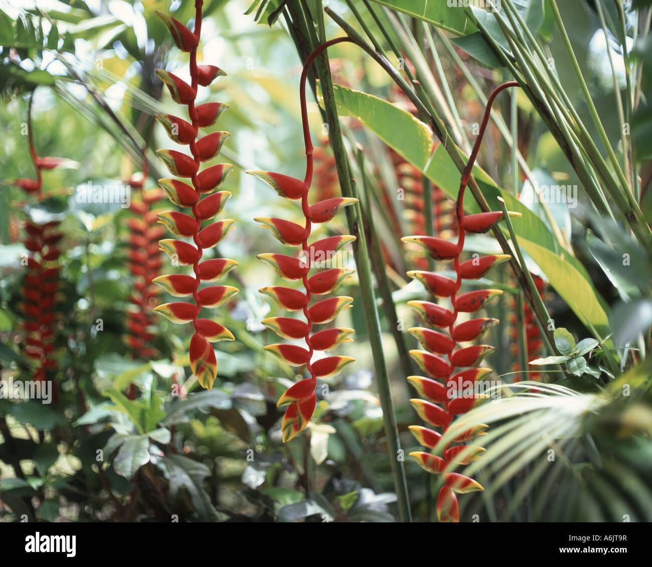 Heliconia Rostrata (Hummergreifer, False Paradiesvogel) Pflanze, Apia, Samoa Stockfoto