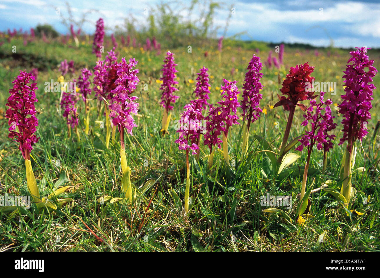frühe lila Orchidee (Orchis Mascula), Schweden Stockfoto