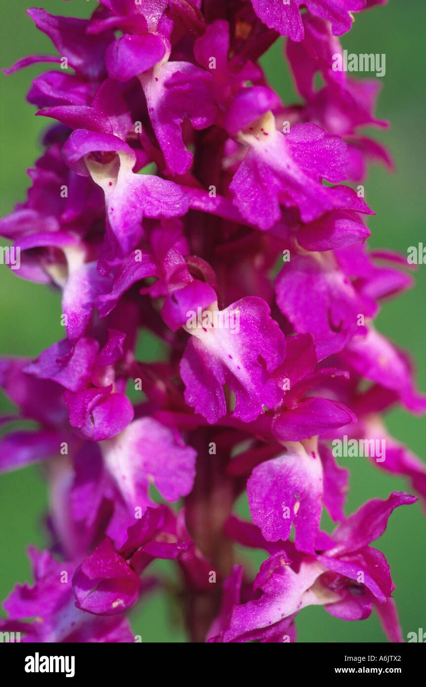 frühe lila Orchidee (Orchis Mascula), Detail von Spike, Schweden Stockfoto