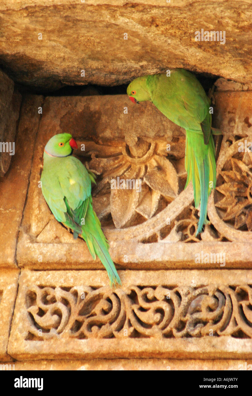 grüne Papageien in den exquisit geschnitzten Adalaj Schritt-Brunnen in der Nähe von Ahmedabad, Gujarat, Indien Stockfoto