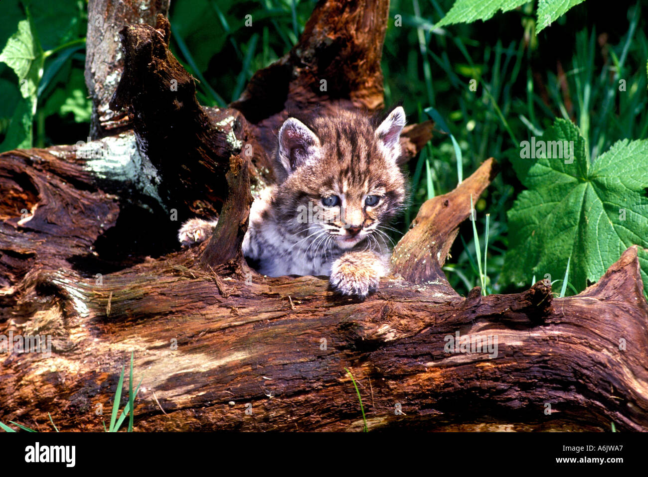 MB4-4 BOBCAT KÄTZCHEN AUF BAUMSTAMM Stockfoto