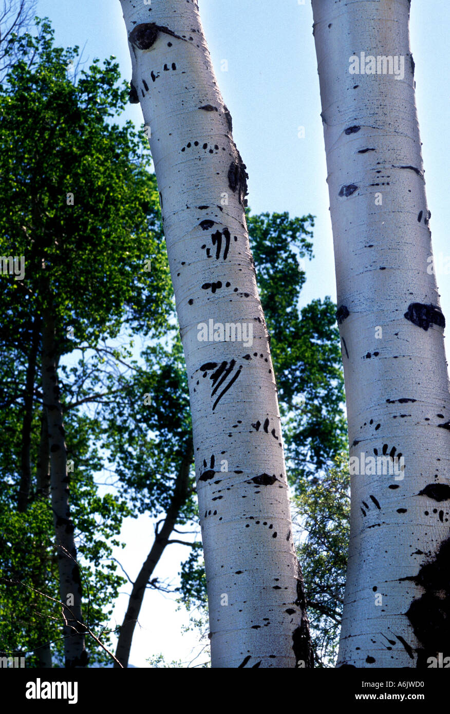 MBK-140 BLACK BEAR CLAW MARKIERT AUF ASPEN Stockfoto