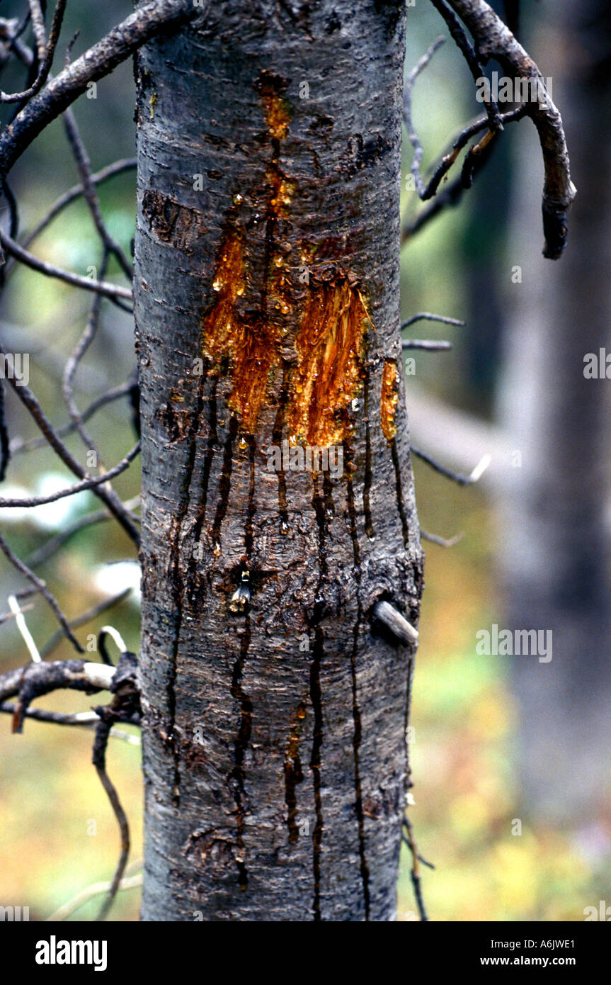 MBK-68 SCHWARZBÄR KRATZSPUREN Stockfoto
