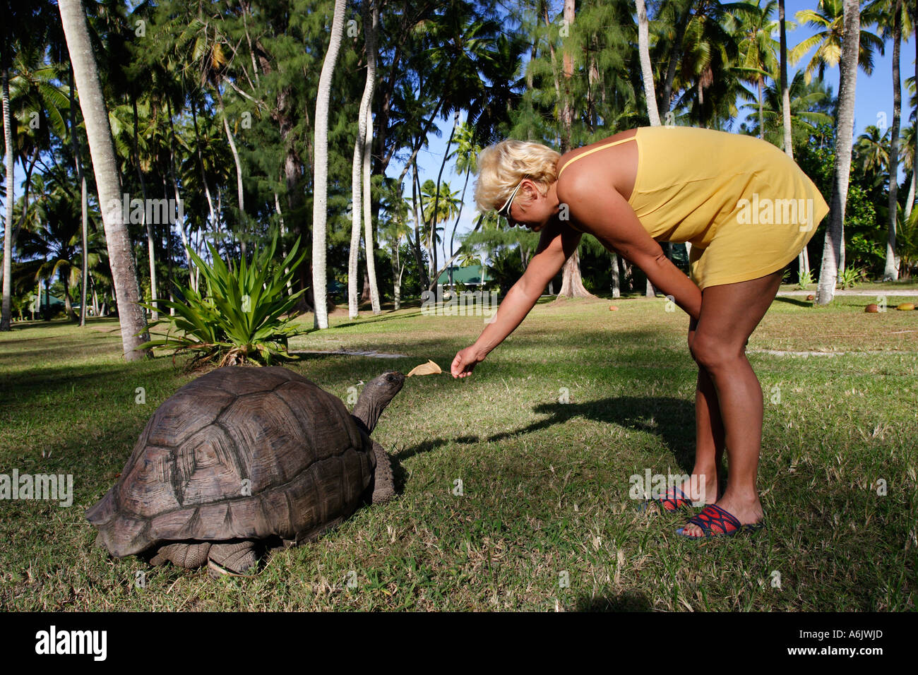 Frau, Fütterung Riesenschildkröte Geochelone gigantea Stockfoto