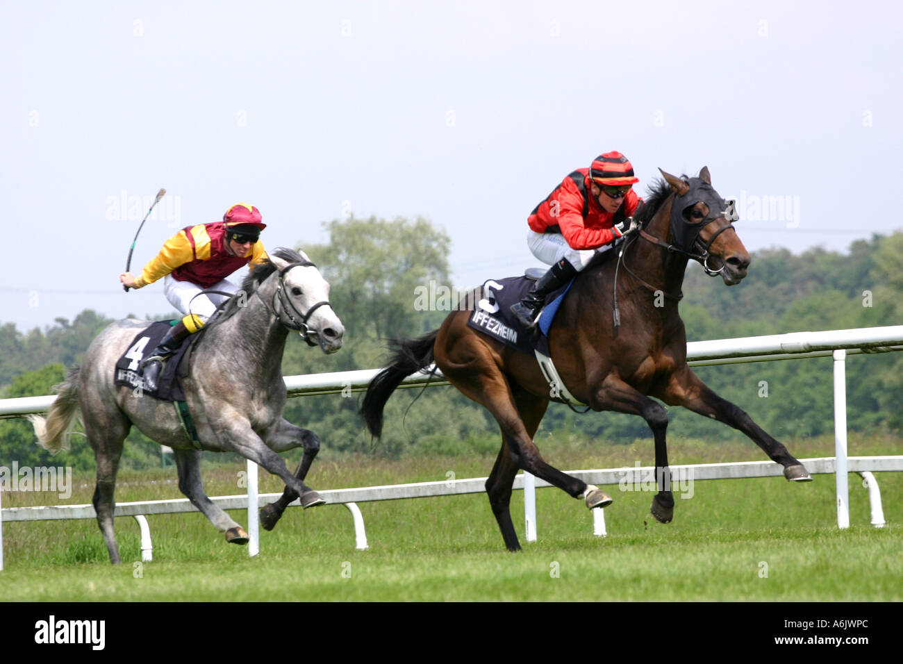 Pferde Rennen, zwei Rennpferde mit Jockeys, Deutschland, Baden-Baden Stockfoto