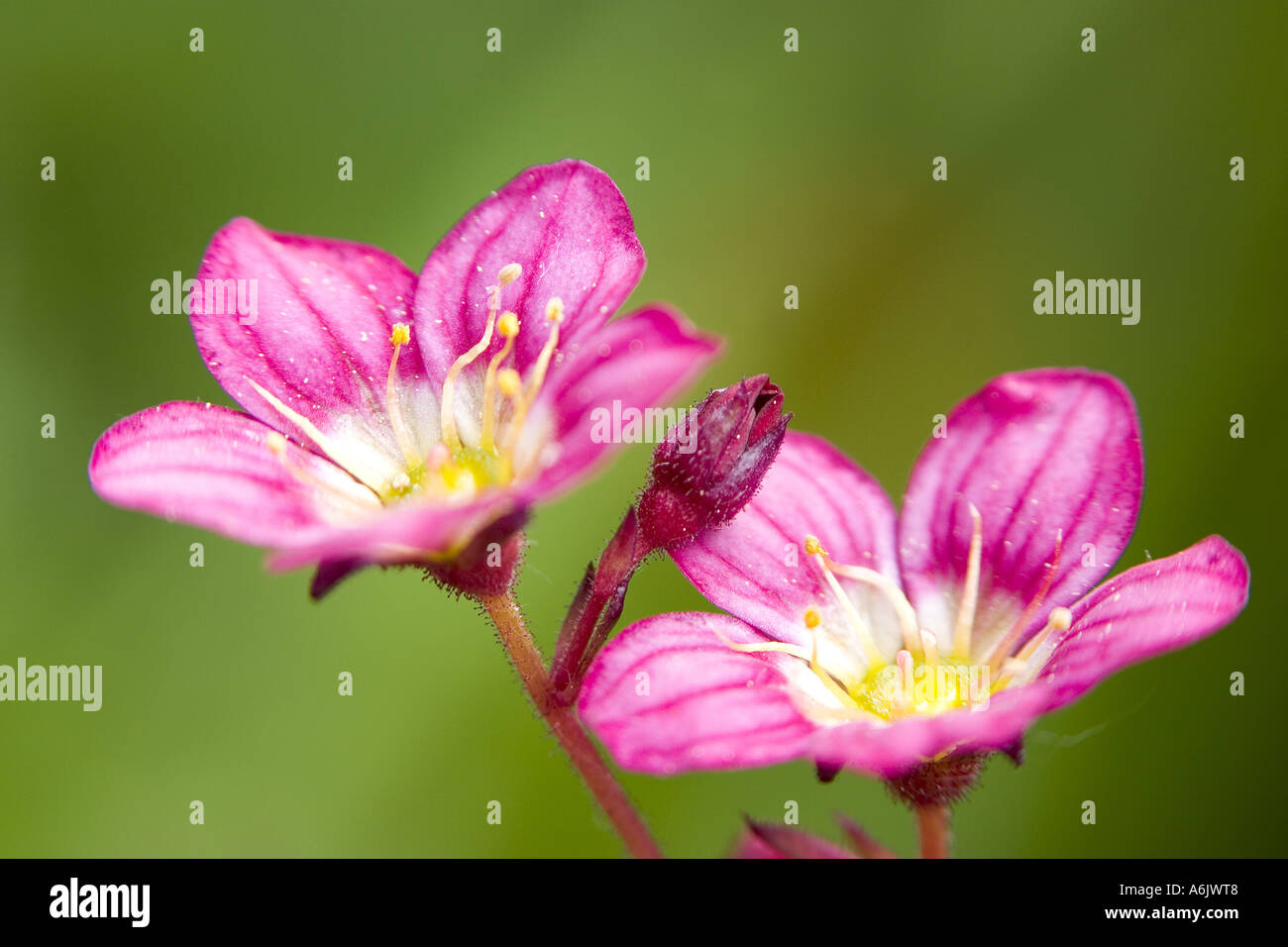 Siskiyou Bitter-Root (Lewisia Cotyledon), zwei Blüten, Deutschland Stockfoto