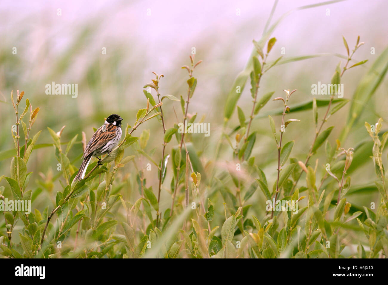 Reed Bunting männlichen Emberiza Schoeniclus Perthshire Schottland Vereinigtes Königreich Stockfoto