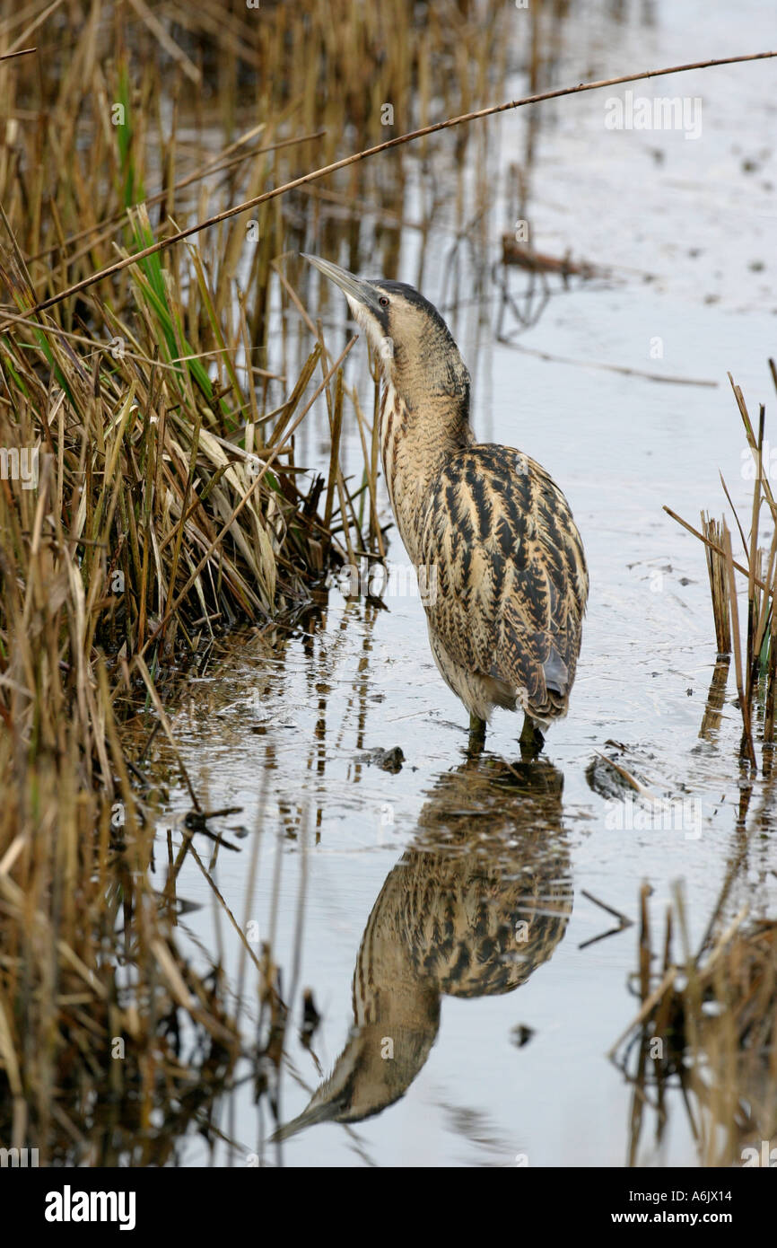 Rohrdommel im Schilf Botaurus Stellaris Lee Valley Nr London Vereinigtes Königreich Stockfoto