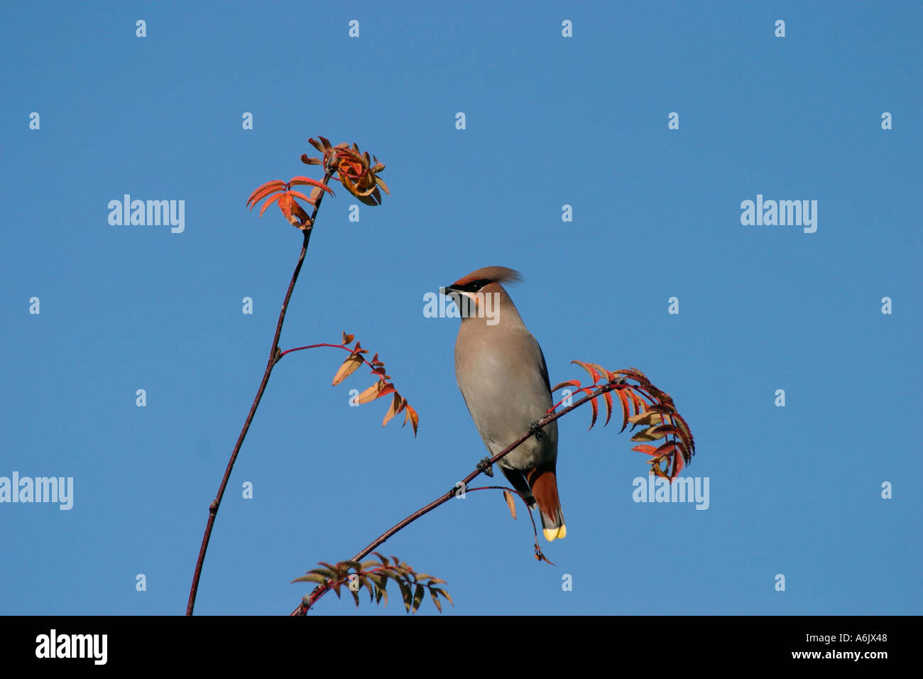 Böhmische Seidenschwanz Bombycilla Garrulus Perth Schottland Vereinigtes Königreich Stockfoto