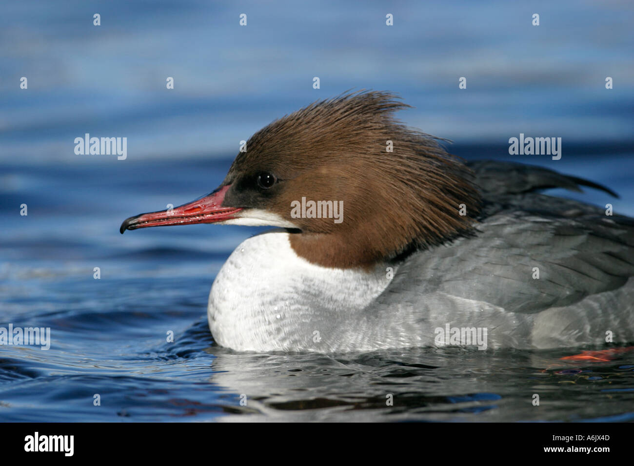 Gänsesäger weibliche Closeup Mergus Prototyp Perth Schottland Vereinigtes Königreich Stockfoto