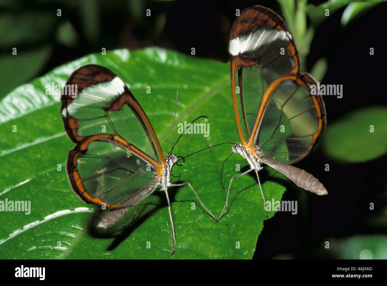 Glasswing Schmetterling Greta Oto-Mittelamerika Stockfoto