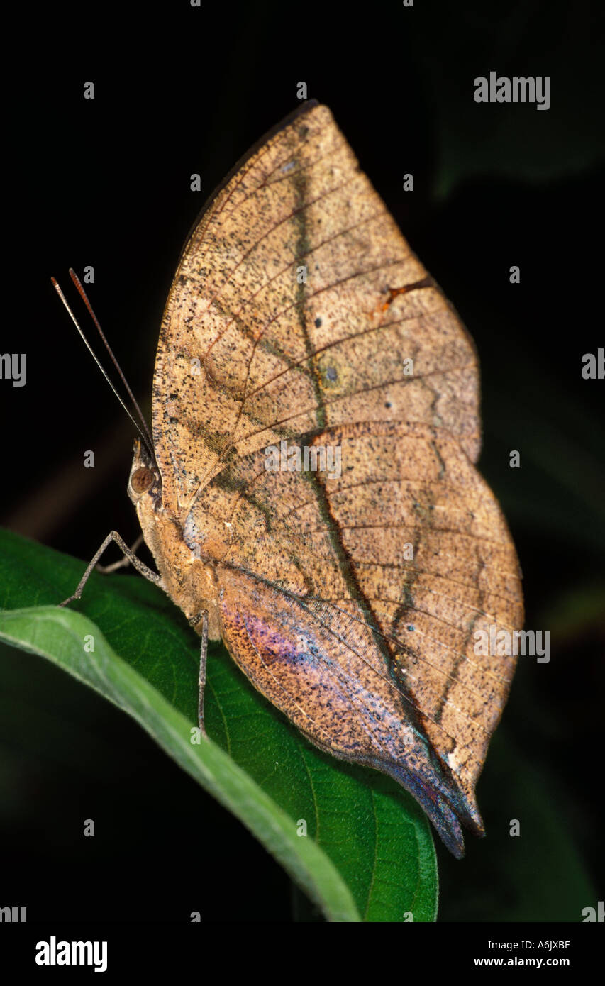 Indische Blatt Schmetterling Kallima Paralekta Unterseite der Flügel getarnt Thailand Stockfoto
