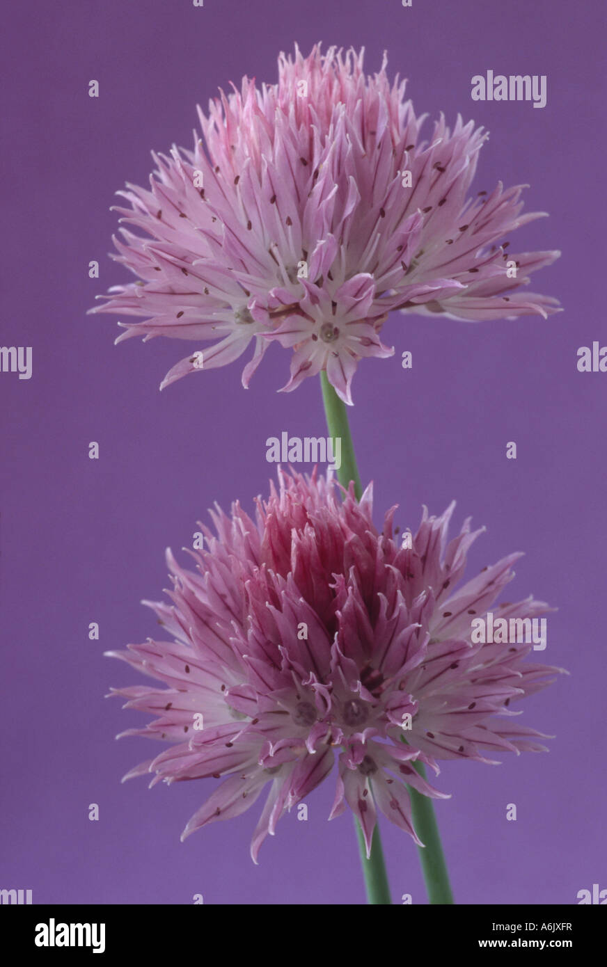 Allium Ledebourianum (Giant sibirischen Schnittlauch) Nahaufnahme von Dolden rosa lila Blüten. Stockfoto