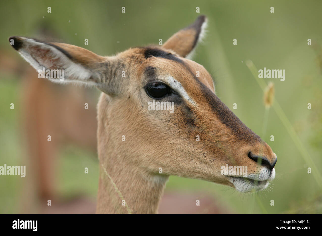 Impala-Antilopen - Aepyceros melampus Stockfoto