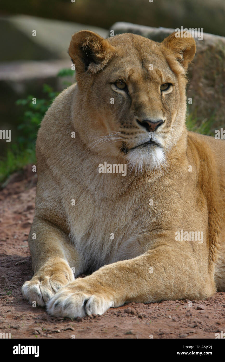 Löwin sitzen und beobachten - Panthera leo Stockfoto