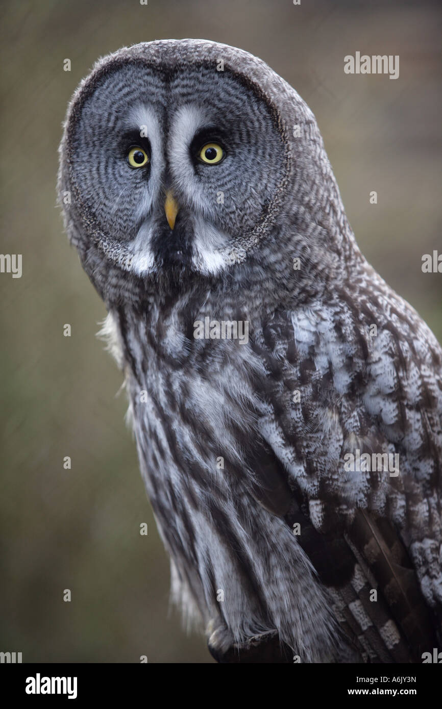 Bartkauz - Strix nebulosa Stockfoto