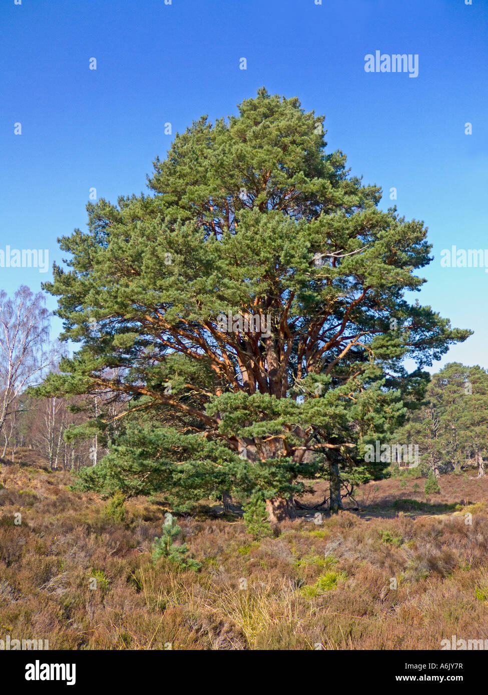 Alten Pinie in Rochiemurchus in der Nähe von Aviemore in Schottland Stockfoto