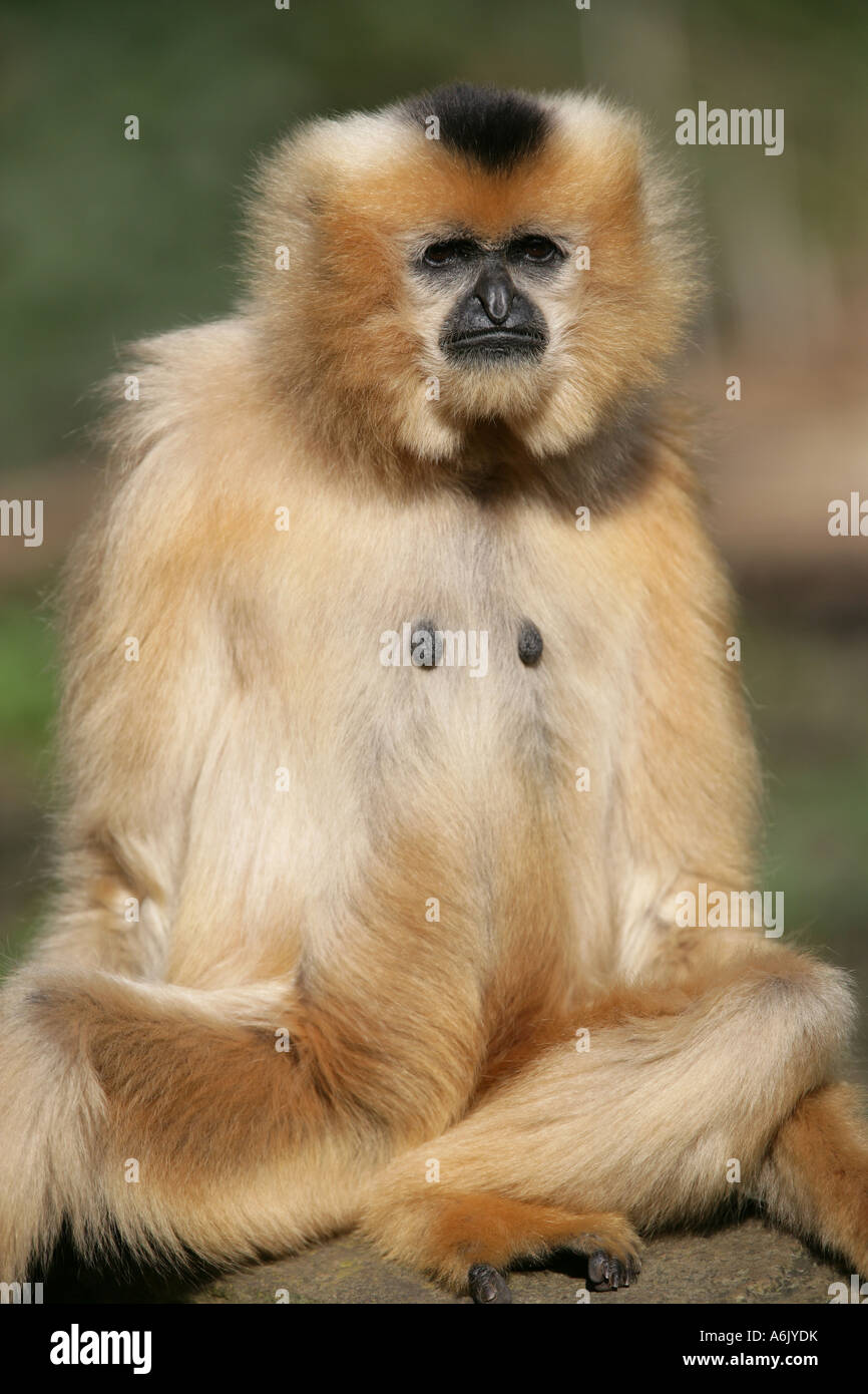 weibliche Gibbon Hylobates gabriellae Stockfoto