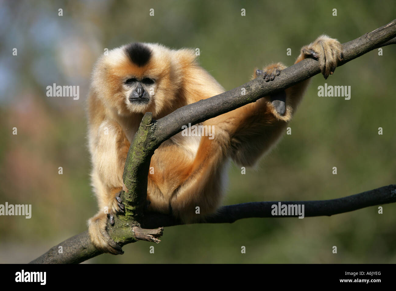 weibliche Gibbon - Hylobates gabriellae Stockfoto