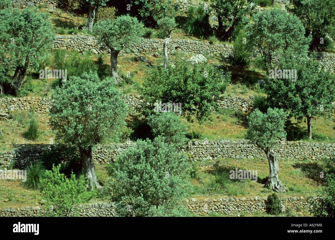 Olivenbaum (Olea Europaea), Olive Plantage, Spanien, Mallorca, Serra de  Tramuntana, Caimari Stockfotografie - Alamy