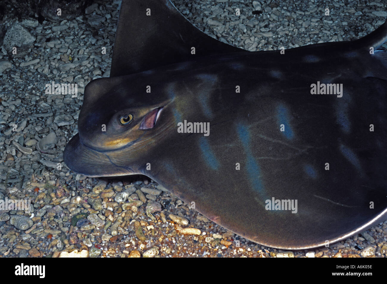 Südlichen Adlerrochen Myliobatis Australis sind häufig im südlichen Australien Tasmanien und Neuseeland South Australia Stockfoto