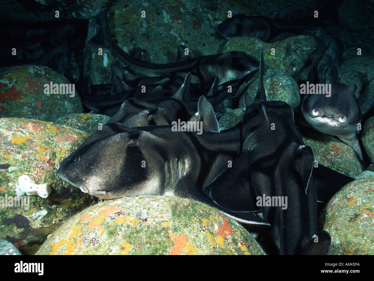 PORT JACKSON SHARKS Heterodontus Portusjacksoni Südaustralien Stockfoto
