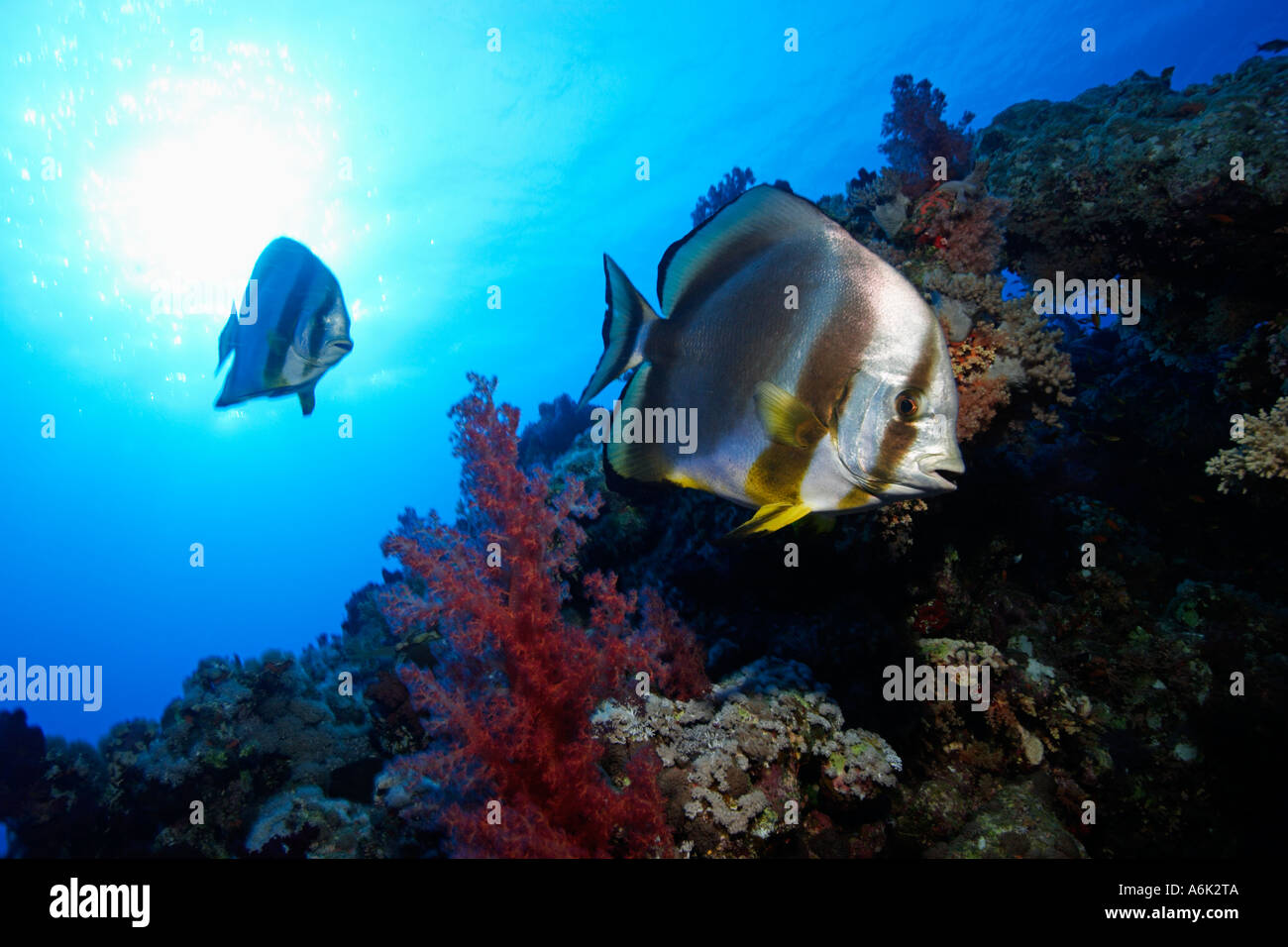 Platax Orbicularis, Fledermausfische im bunten Korallenriff, Rotes Meer Stockfoto